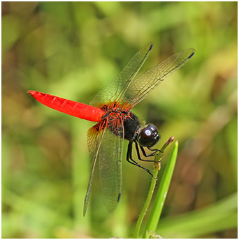 Aethriamanta brevipennis mâle