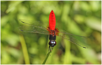 Aethriamanta brevipennis mâle