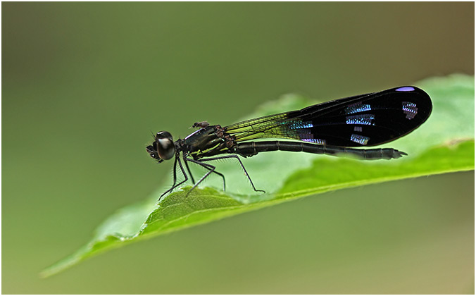 Aristocypha fenestrella mâle