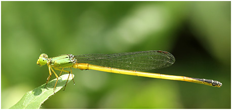 Ceriagrion fallax mâle