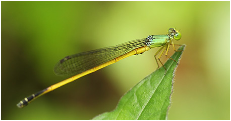 Ceriagrion fallax mâle