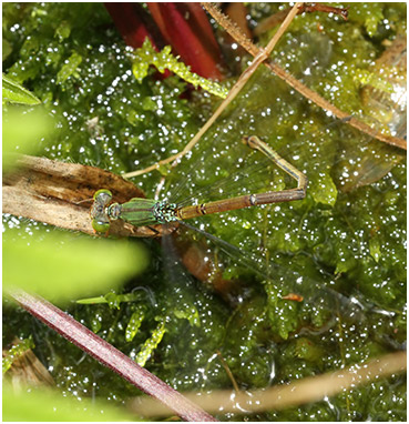 Ceriagrion fallax femelle en ponte