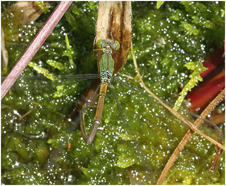 Ceriagrion fallax femelle en ponte