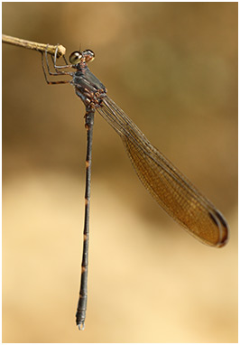 Devadatta argyoides mâle