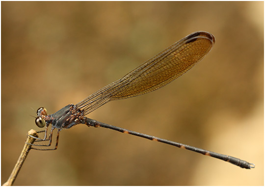 Devadatta argyoides mâle