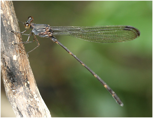 Devadatta argyoides mâle