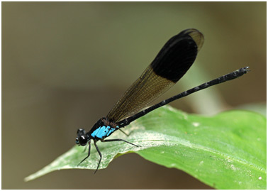 Euphaea impar mâle, Blue-sided Satinwings