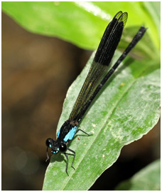 Euphaea impar mâle, Blue-sided Satinwings
