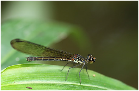 Heliocypha biforata femelle