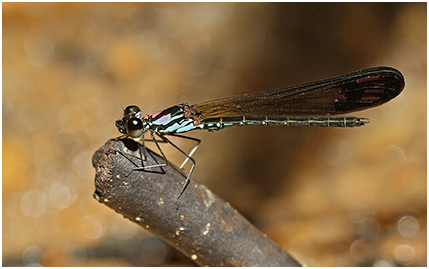 Heliocypha biforata mâle