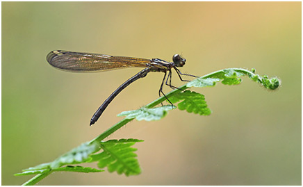 Heliocypha biforata mâle