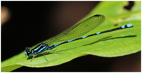 Amber-winged Dancer