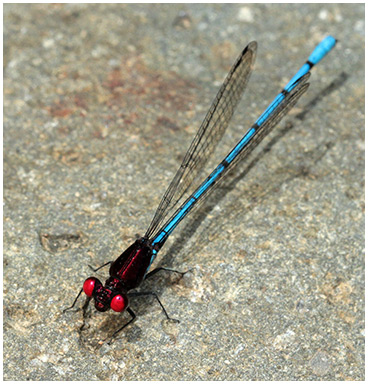 Argia cupraurea mâle