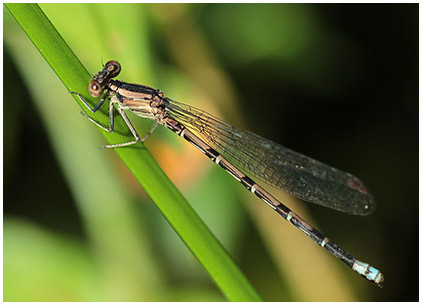 Argia elongata femelle