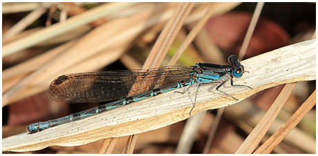 Argia cf. elongata femelle