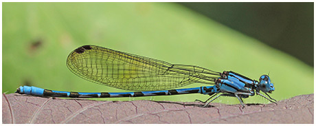 Argia elongata mâle