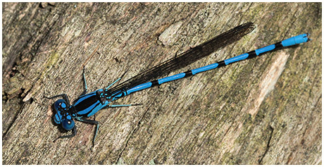 Argia elongata mâle