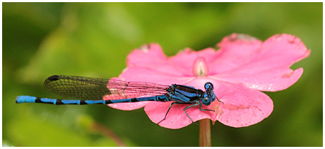 Spine-tipped Dancer male