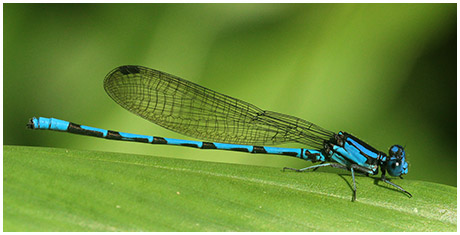 Argia elongata mâle