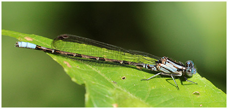 Argia elongata mâle