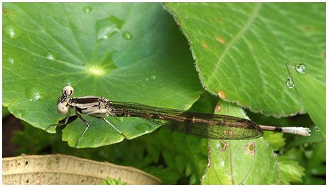 Argia elongata mâle