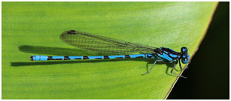 Argia elongata mâle