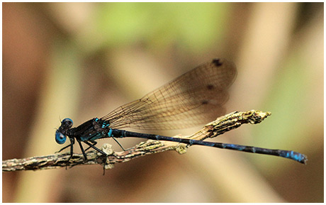 Argia elongata mâle