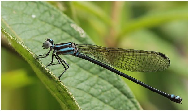 Argia indicatrix femelle