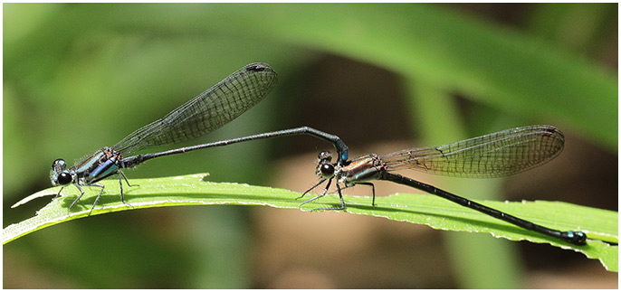 Argia indicatrix tandem