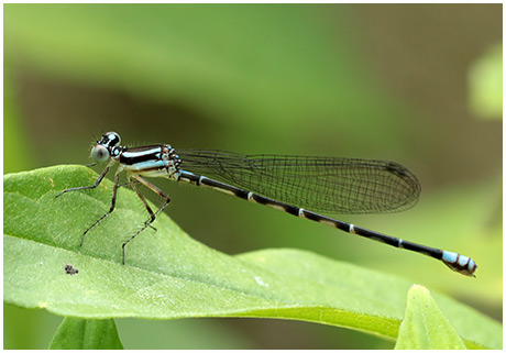 Argia johanella femelle