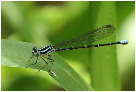 Argia johanella femelle