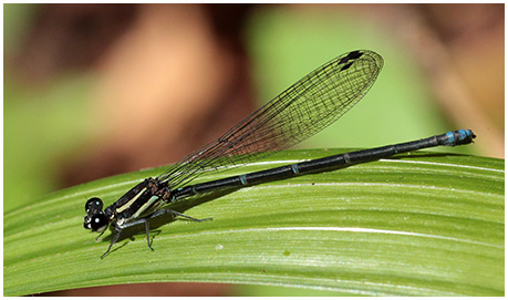 Argia oculata femelle