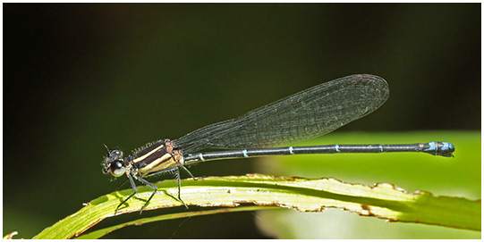 Argia oculata femelle