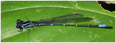 Argia oculata mâle