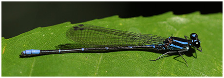 Argia oculata mâle