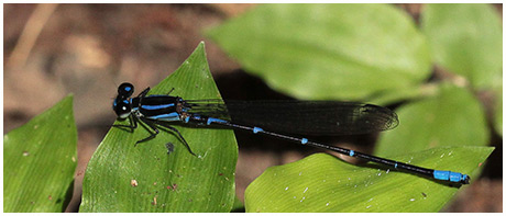 Argia oculata mâle