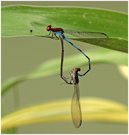 Argia oenea accouplement