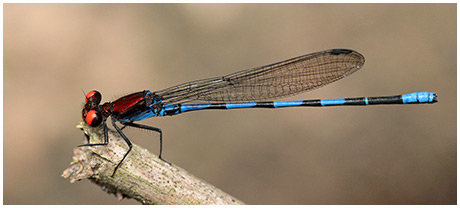 Argia oenea mâle