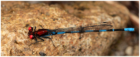 Argia oenea mâle