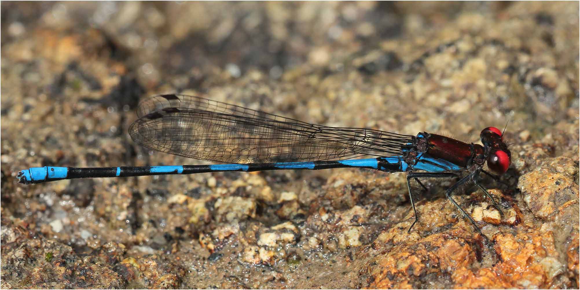 Argia oenea mâle