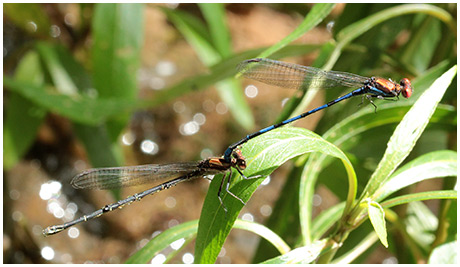 Argia oenea tandem