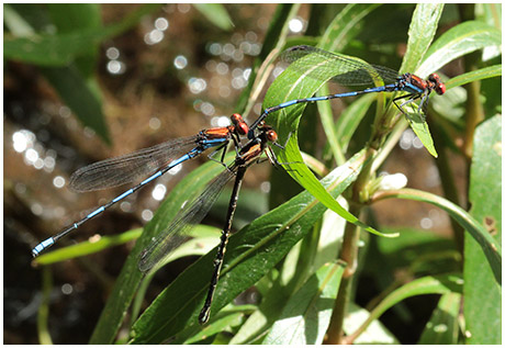 Argia oenea tandem