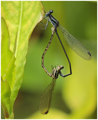 Argia pulla accouplement