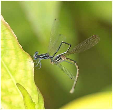 Argia pulla accouplement