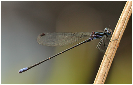 Argia pulla mâle