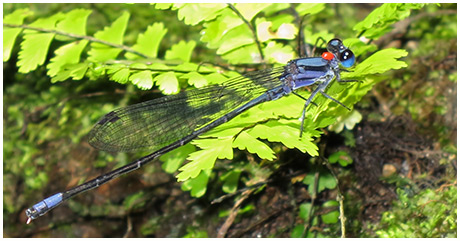 Argia talamanca male