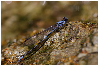 Argia talamanca male