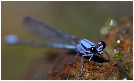 Argia talamanca male