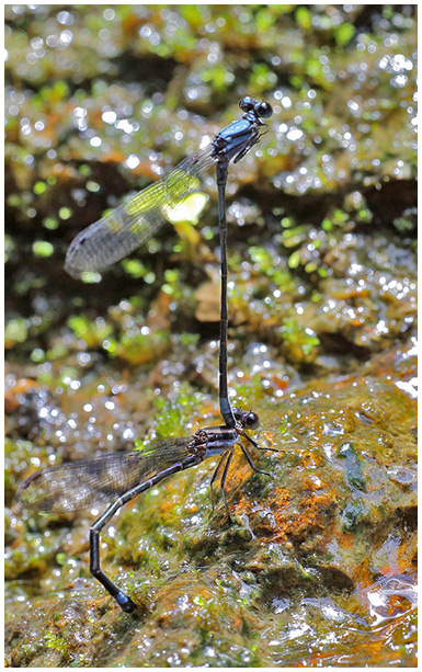 Argia talamanca laying