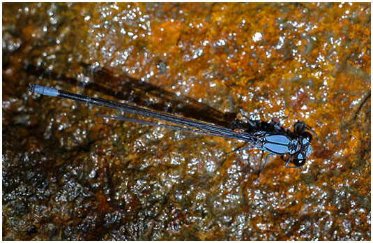 Argia talamanca male